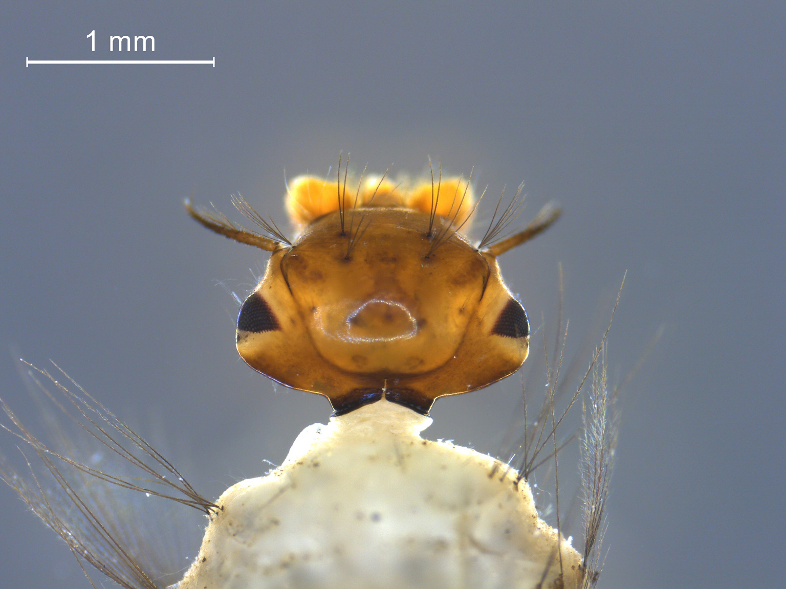 Aedes excrucians